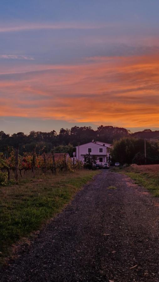 La Casa Nella Vigna Colline Del Vino Lejlighed Capannori Eksteriør billede