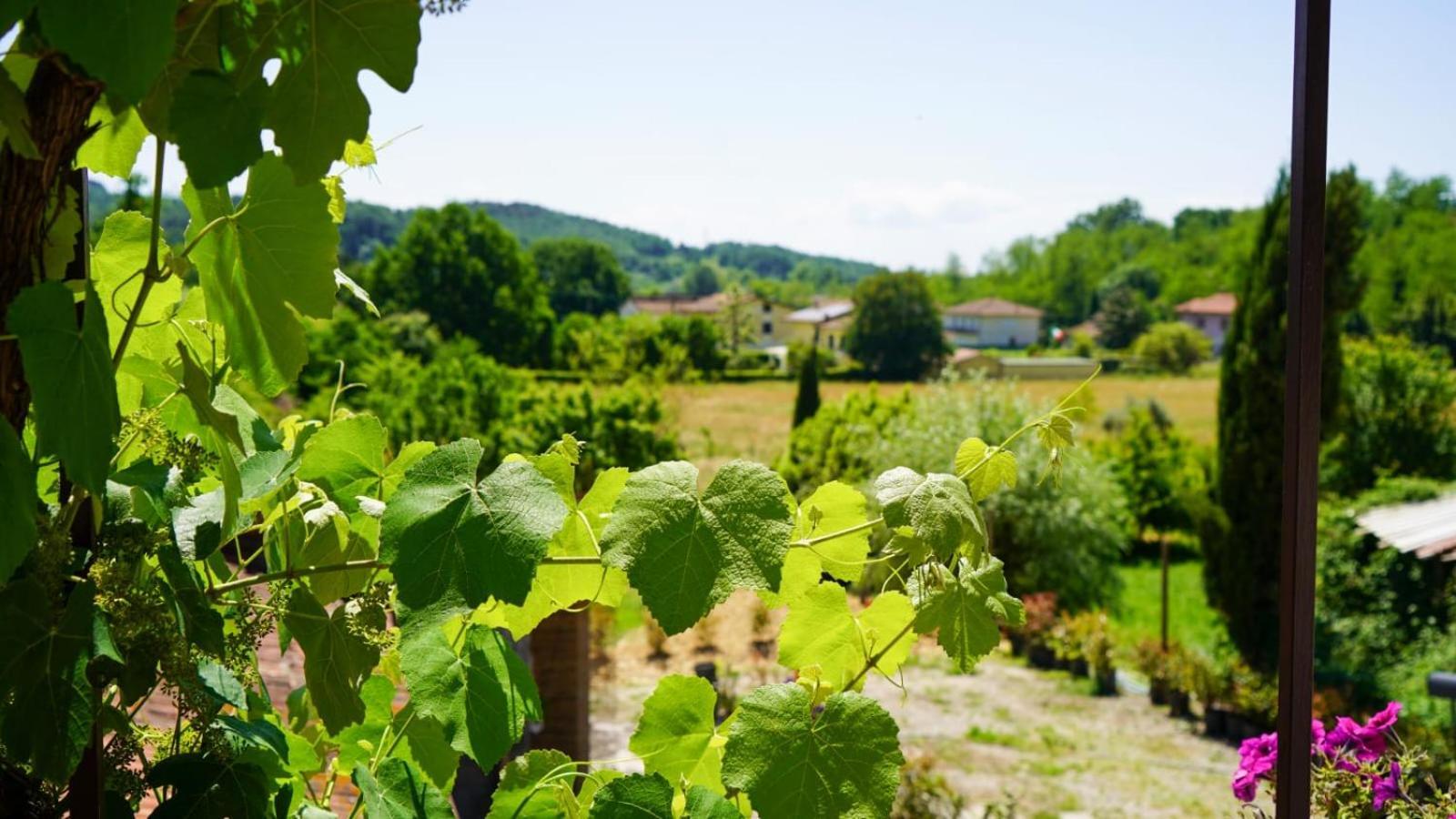 La Casa Nella Vigna Colline Del Vino Lejlighed Capannori Eksteriør billede