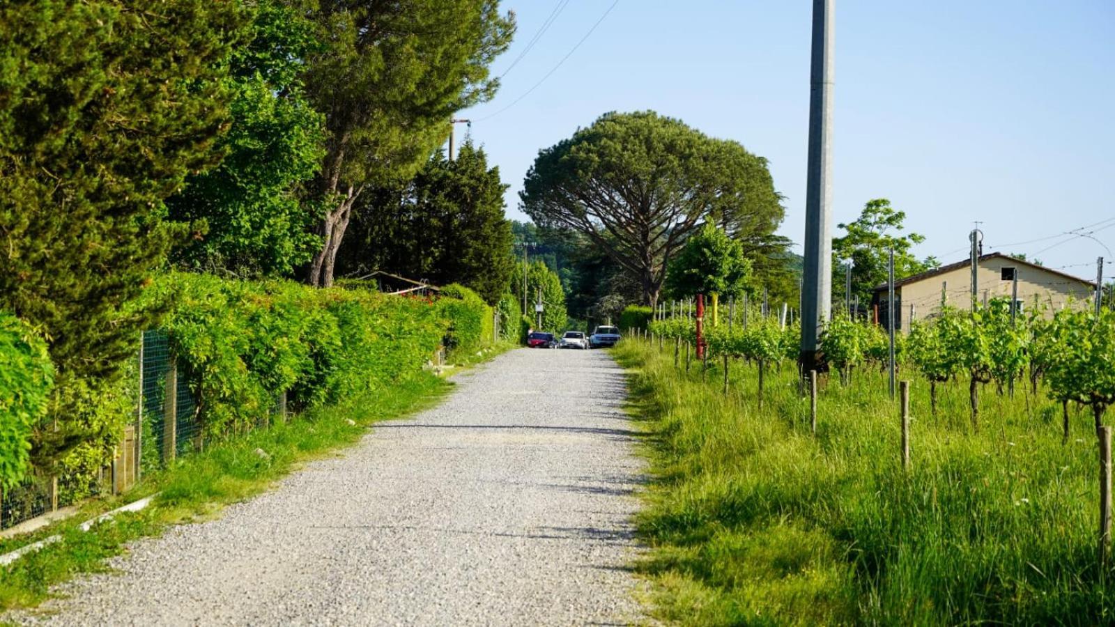 La Casa Nella Vigna Colline Del Vino Lejlighed Capannori Eksteriør billede
