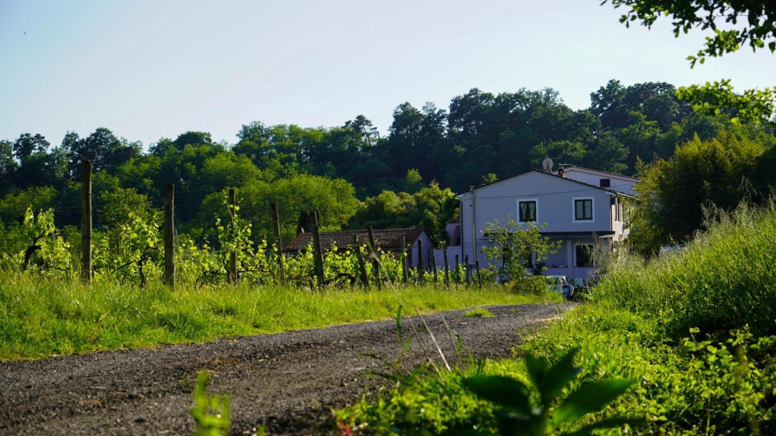 La Casa Nella Vigna Colline Del Vino Lejlighed Capannori Eksteriør billede